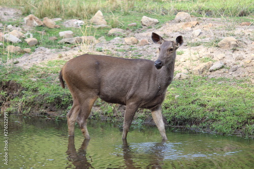 sambhar deer grazing and drinking water in a small pond.