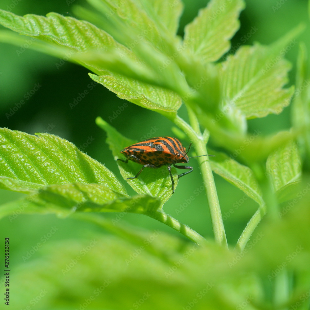 Red striped bedbug sitting on a green plant close-up Red striped bedbug sitting on a green plant close-up