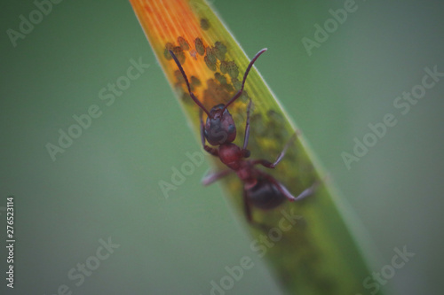 ant and aphid