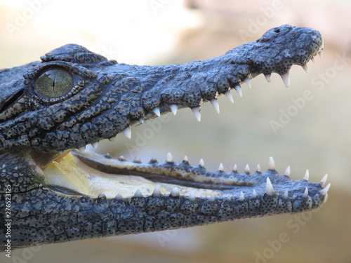 junges Krokodil in Kasane Botswana