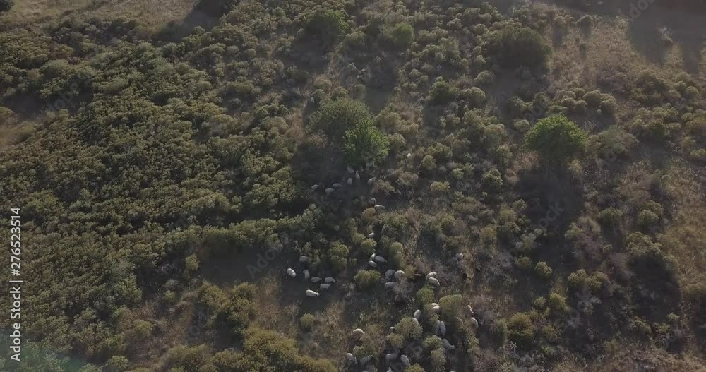ANIMALS 4K Tilt shot at late afternoon of mediterranean backcountry with a flock of sheep and beautiful lens flare ANIMALS 4K Tilt shot at late afternoon of mediterranean backcountry with a flock of sheep and beautiful lens flare