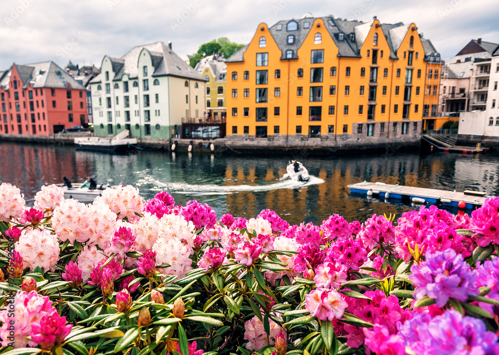 alesund city and lush rhododendron