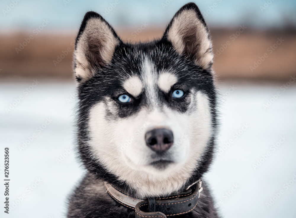 blue eye husky portrait