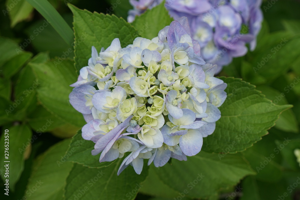 紫陽花 紫陽花