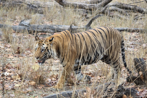 male tiger in a hot summer