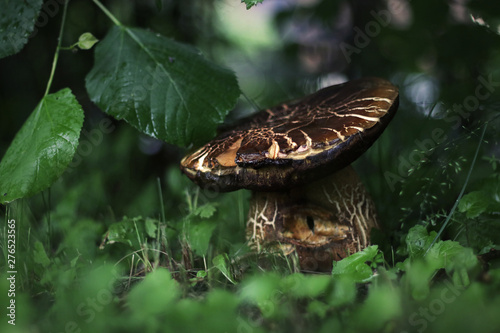 great mushroom