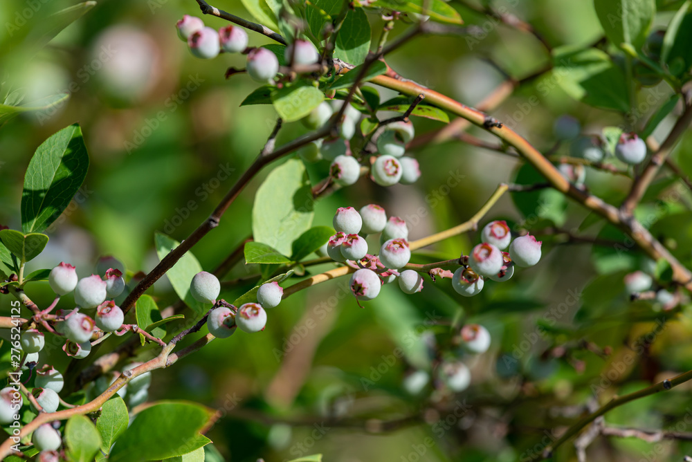 Young fruits of blueberry, on the branch Young fruits of blueberry, on the branch