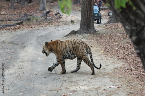 male tiger in a hot summer