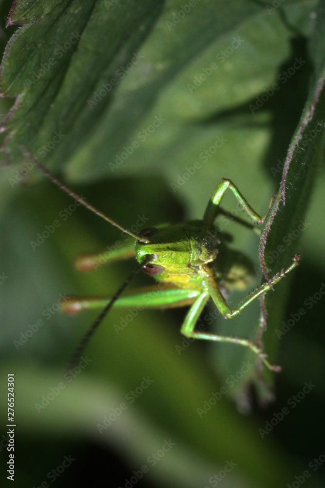 Fototapeta premium green grasshopper