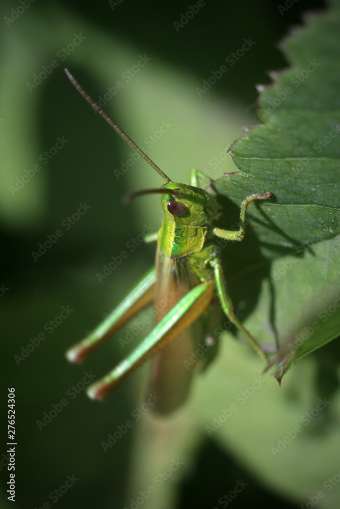 Fototapeta premium green grasshopper