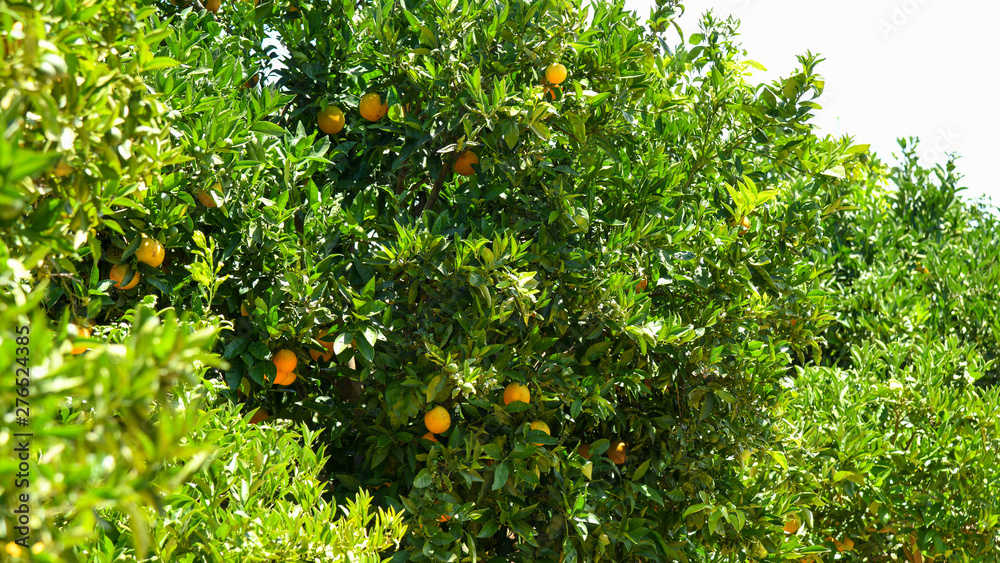 Algarve - Orangenplantage (06/2019)
