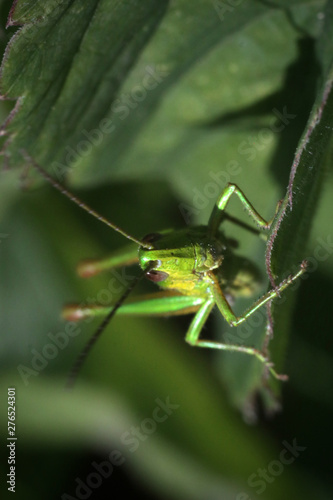green grasshopper © Артем Гатин