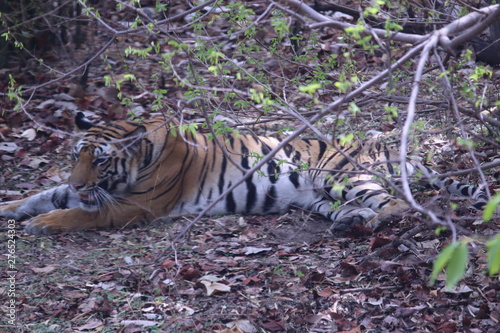 female tiger is resting in bushes after meal