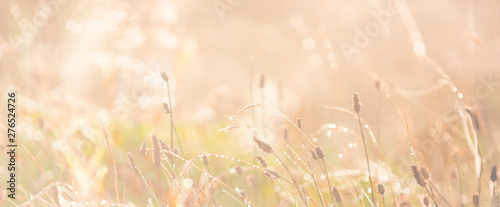 Morning meadow - fresh grass, raindrops, spider webs, sunlight background, the nature background
