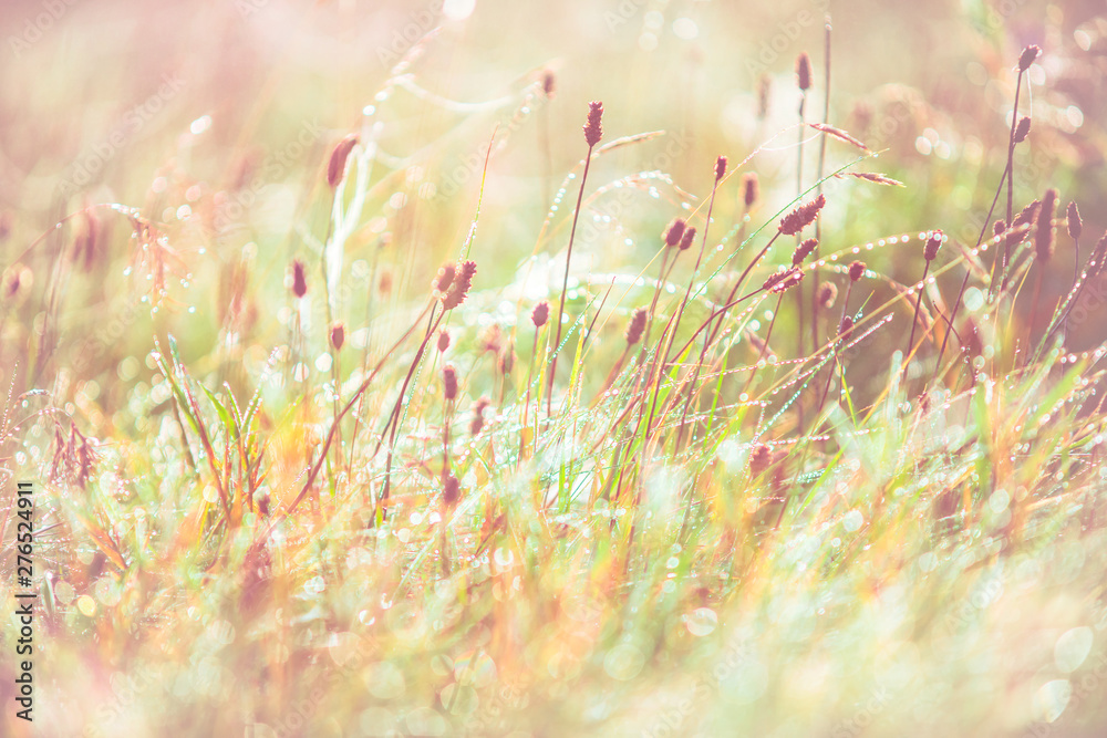 Morning meadow - fresh grass, raindrops, spider webs, sunlight background, the nature background