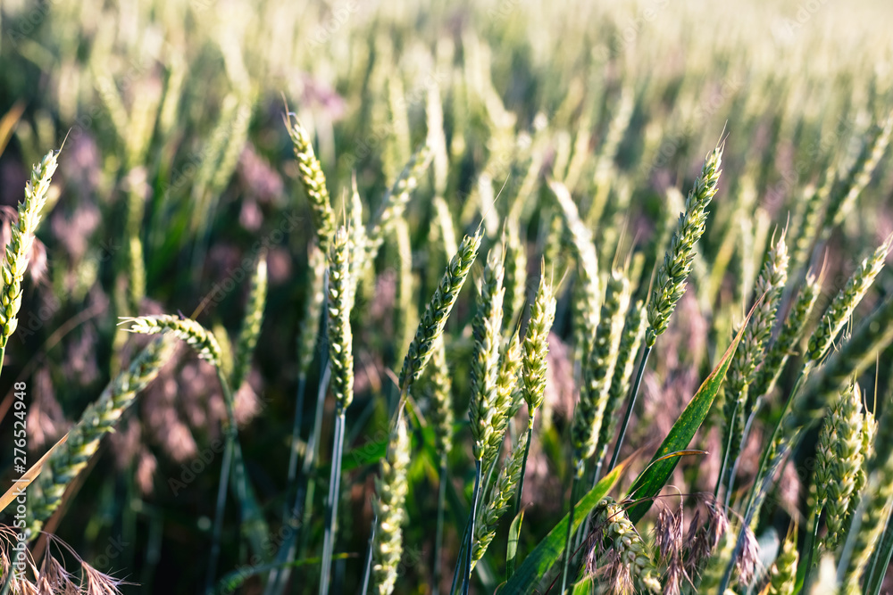 Green wheat on the field. Plant, nature, rye. Green wheat on the field. Plant, nature, rye.