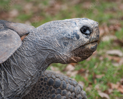 Galapagos tortoise head close up with large black and white eye against a brown and green leaf strewn background. © Dossy