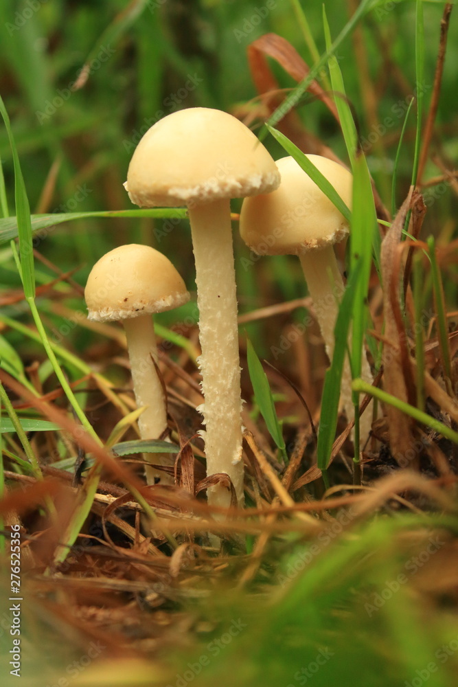 ripe mushroom in the forest ripe mushroom in the forest