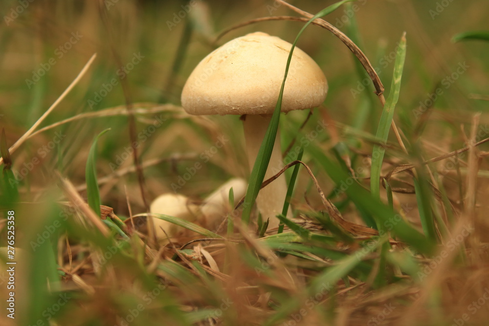 ripe mushroom in the forest ripe mushroom in the forest
