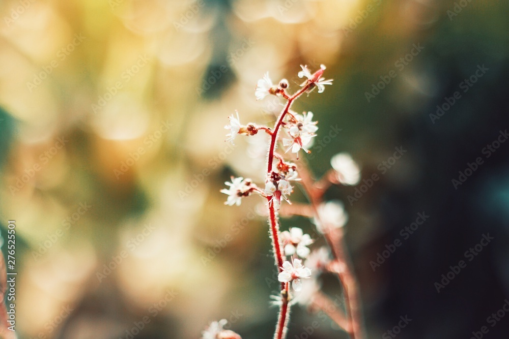 branch with white flowers