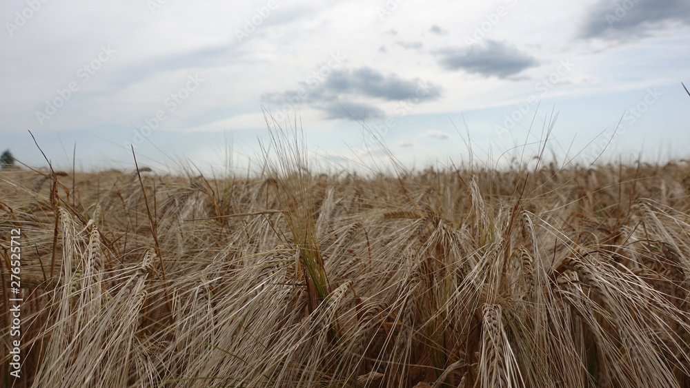 Fototapeta premium Getreidefeld