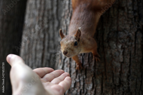 Cute squirell