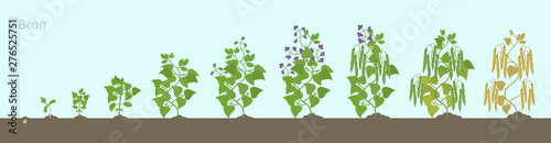 Bean plant. In the soil. Family Fabaceae phases set ripening period. Life cycle, animation progression.