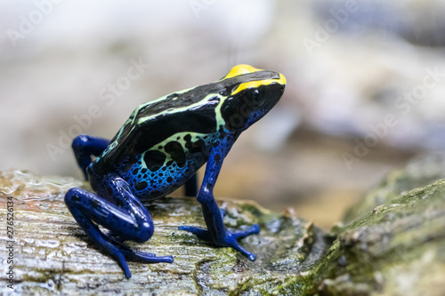 close up. Poison Frog, Dendrobates tinctorius poisonous animal.