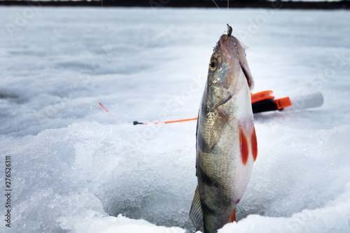 Fish perch in the hole in ice