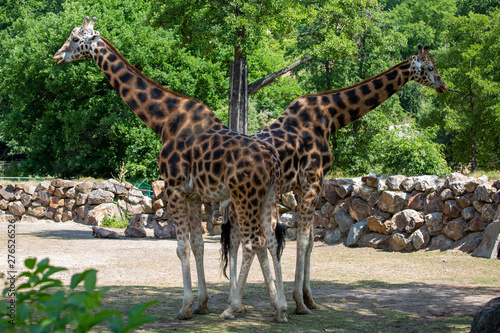 two giraffes in the zoo