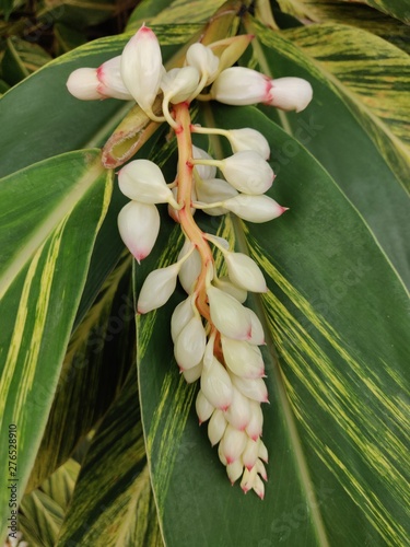 closeup of a flower