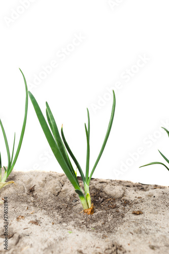 Young green onions in sandy soil.