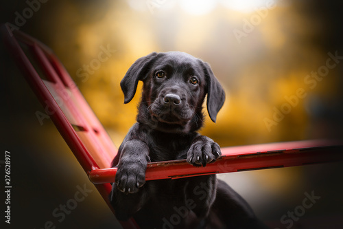 Fotografie chien labrador croisé sur chaise