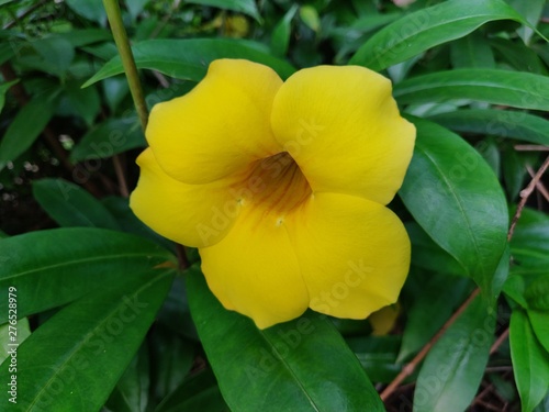 yellow flower