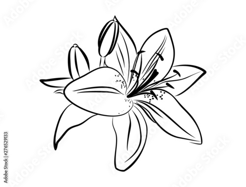 Blooming white Lily flower