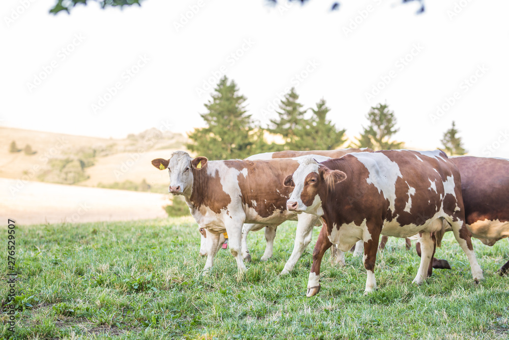 herd cows on a meadows pasture or farmland