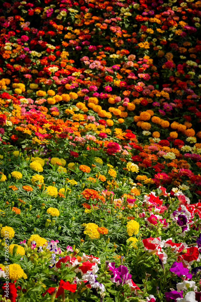 Colorful flower arrangement at a flower show