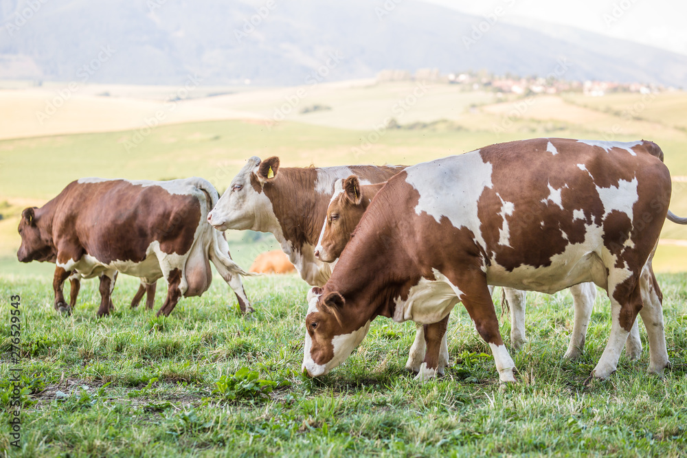 herd cows on a meadows pasture or farmland herd cows on a meadows pasture or farmland