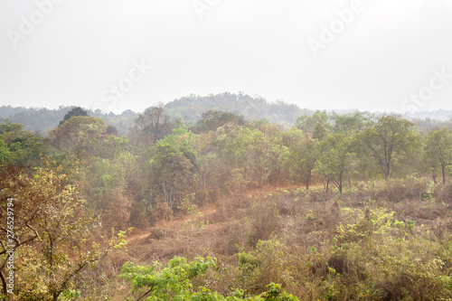 scrub jungle in early spring photo