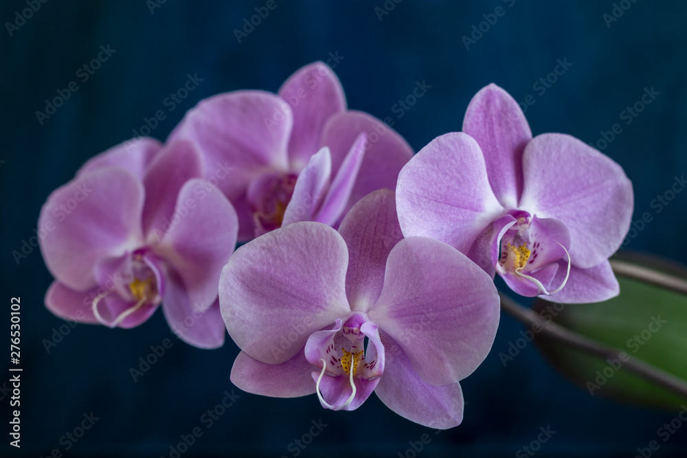 Obraz premium orchid on black background