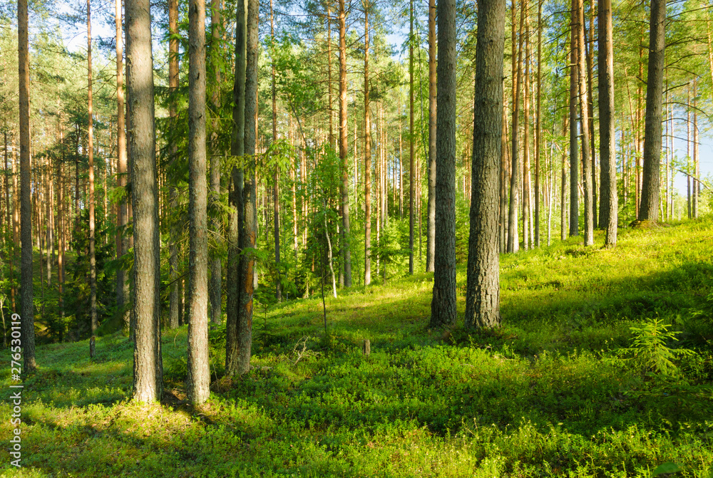 Fototapeta Landscape of summer pine forest