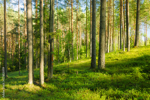 Landscape of summer pine forest