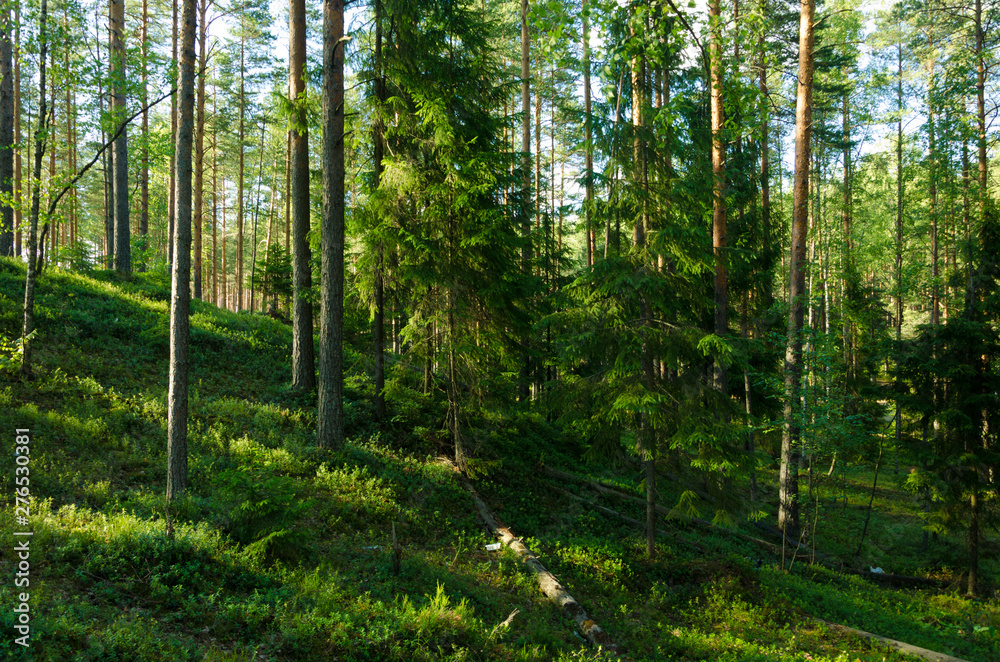 Naklejka premium Landscape of summer pine forest