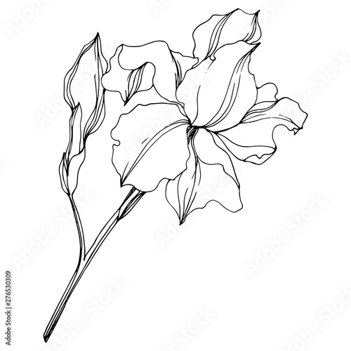 Vector Irises floral botanical flowers. Black and white engraved ink art. Isolated irises illustration element.