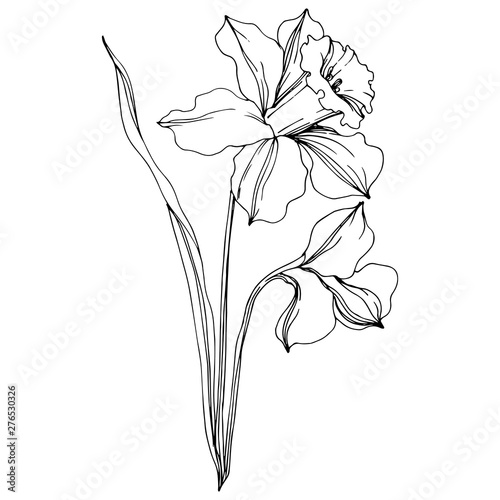 Vector Narcissus floral botanical flower. Black and white engraved ink art. Isolated narcissus illustration element.