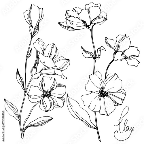 Vector Flax floral botanical flowers. Black and white engraved ink art. Isolated flax illustration element.