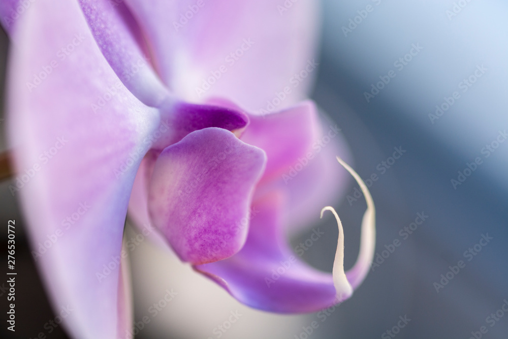 pink orchid on black background pink orchid on black background