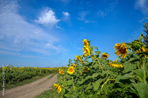 field of sunflowers and blue sky