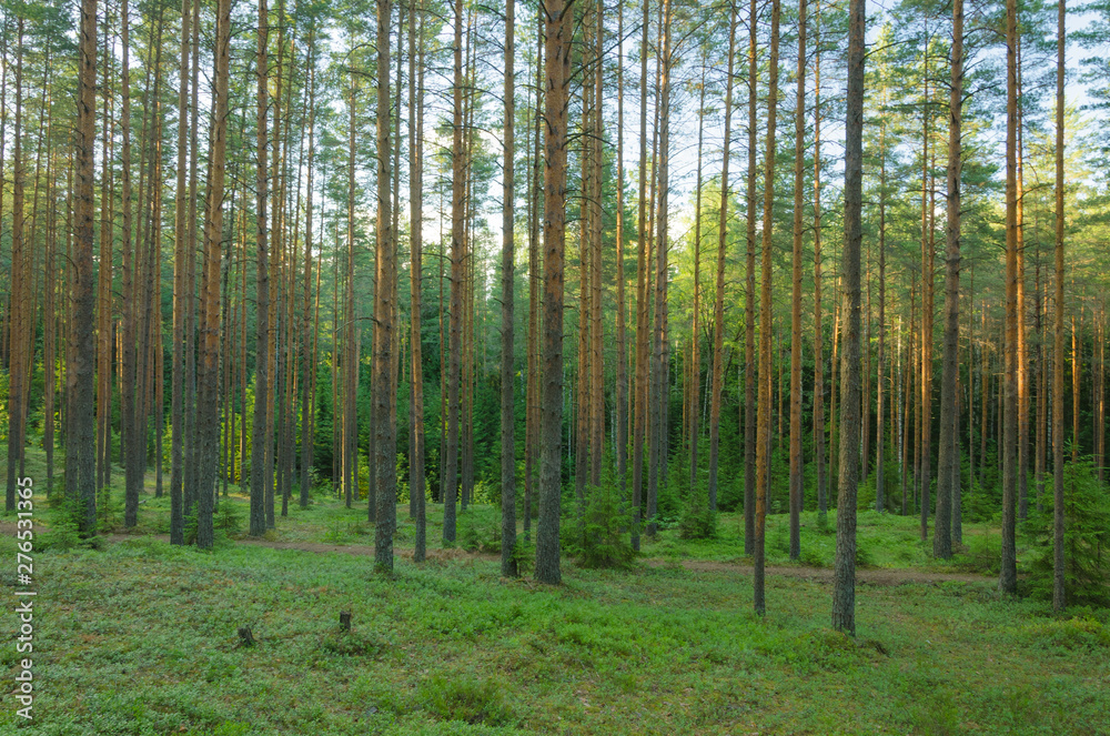 Landscape of summer pine forest Landscape of summer pine forest