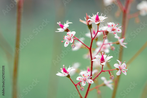Blooming flowers of saxifrage umbrosa in the summer garden close-up photo